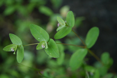 Euphorbia notoptera